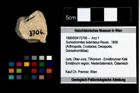 Foto (Objekt + Etikett) von Goniodromites bidentatus (Reuss, 1858)  (NHMW-GEO-1990-0041-3706)